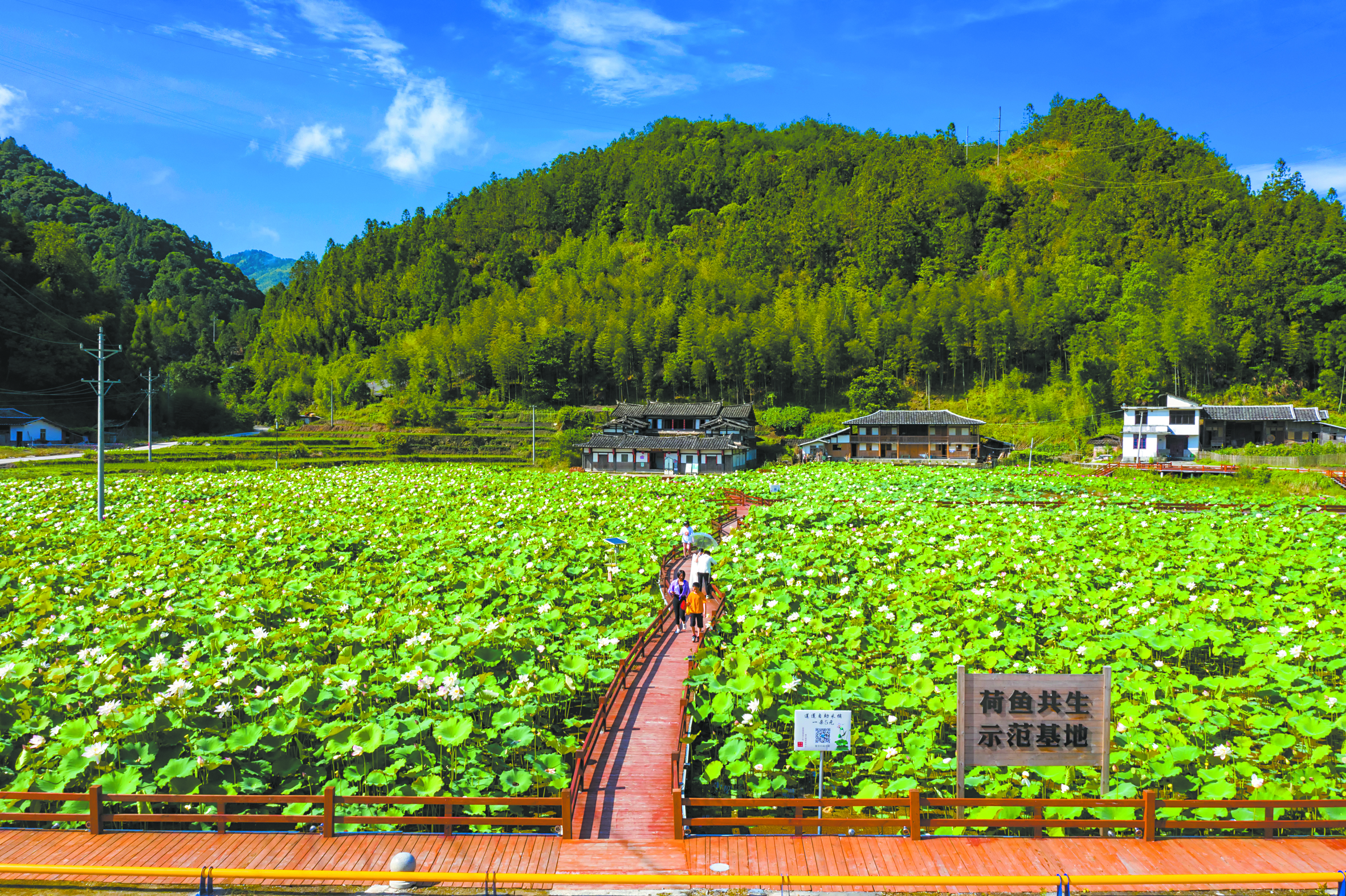 美丽荷塘 （赖建明 摄）.jpg