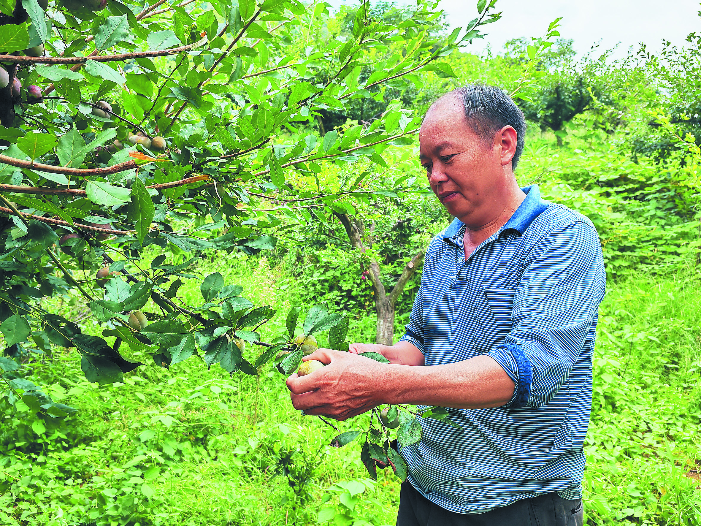 村民在农场采摘李子.jpg