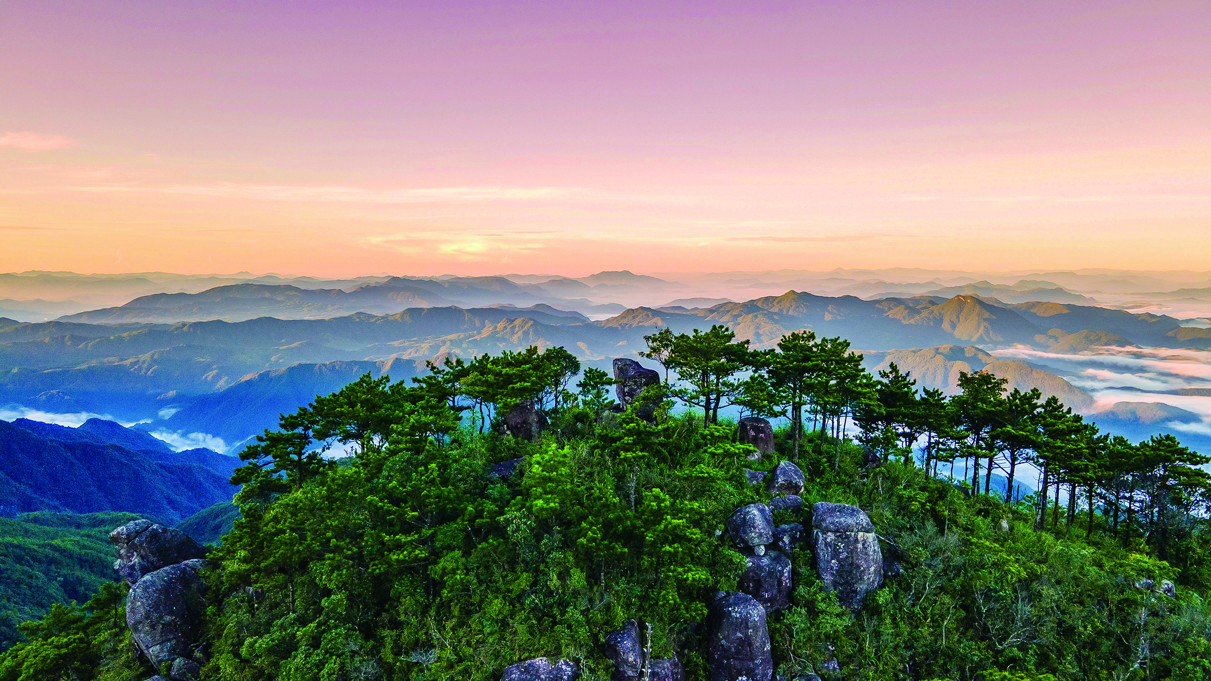 黄山松矗立山顶.jpg