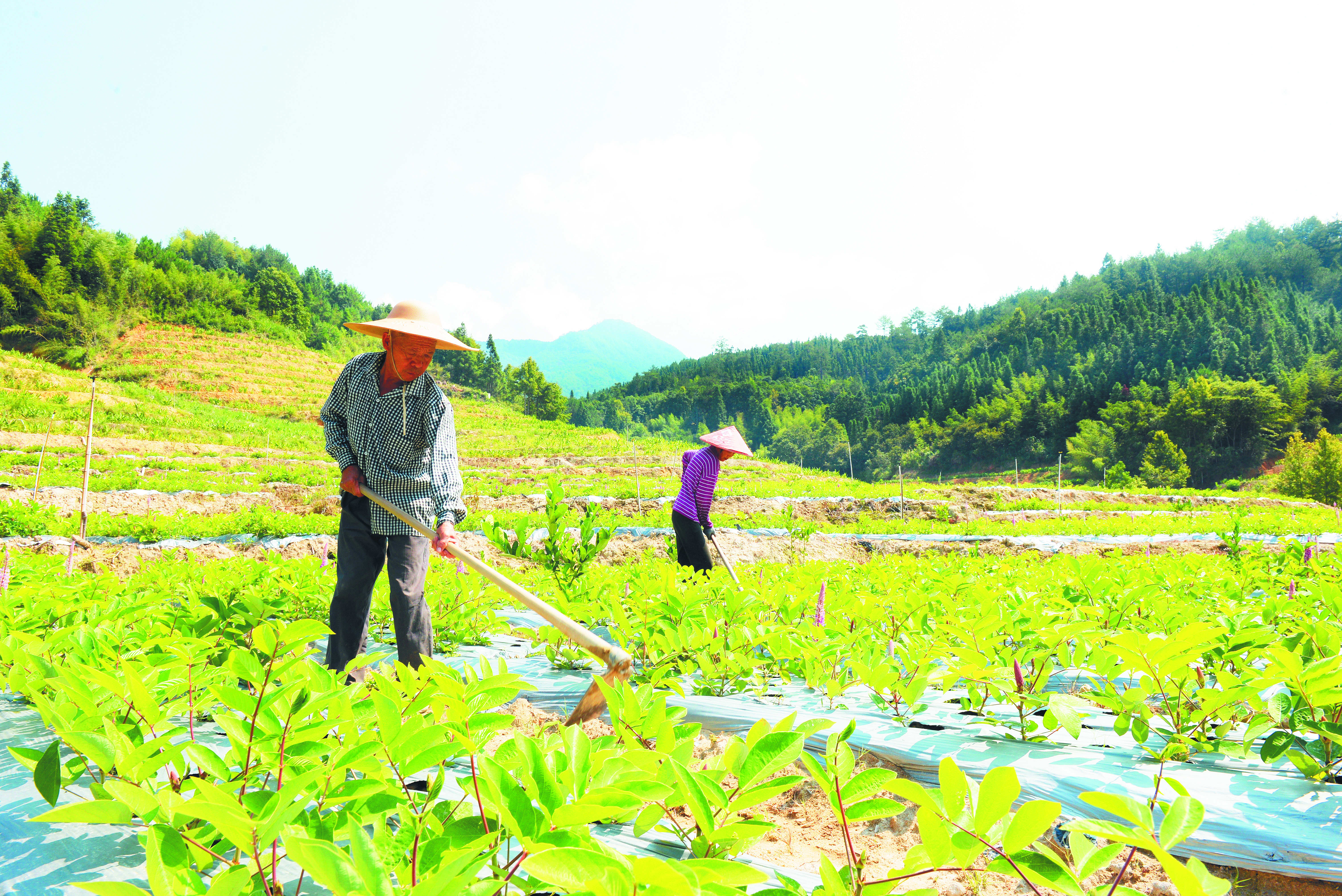 百亩中草药种植基地.jpg