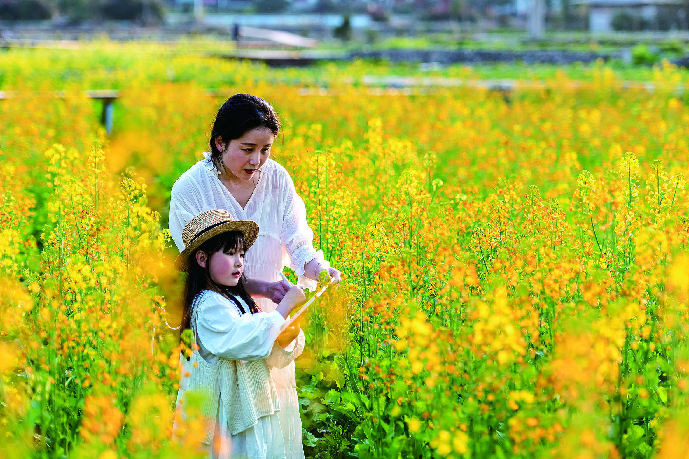3月1日，德化县南埕镇的油菜花竞相开放，一对母女在花田间写生，描绘春天。.jpg