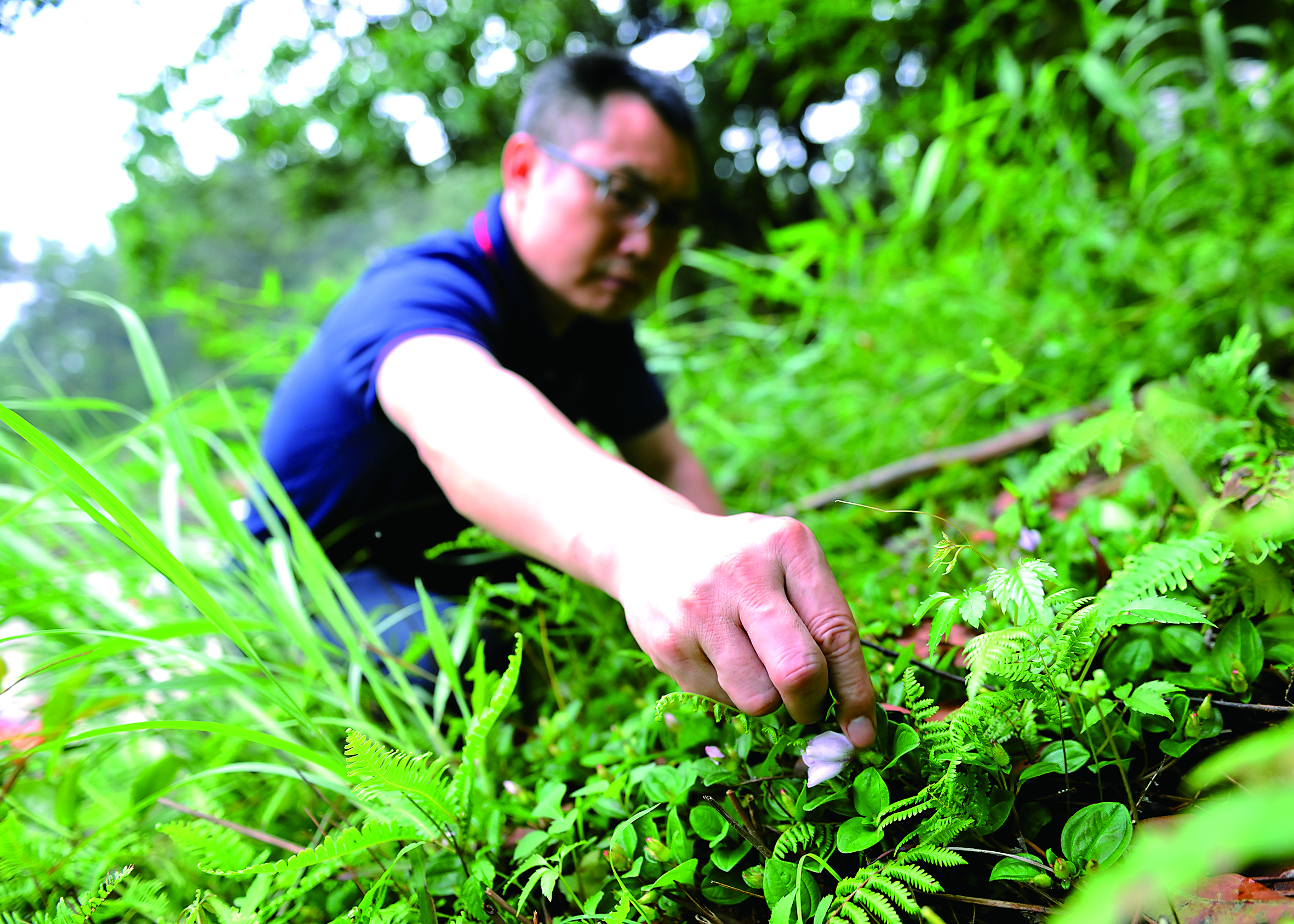 众多草木皆可为香材.jpg