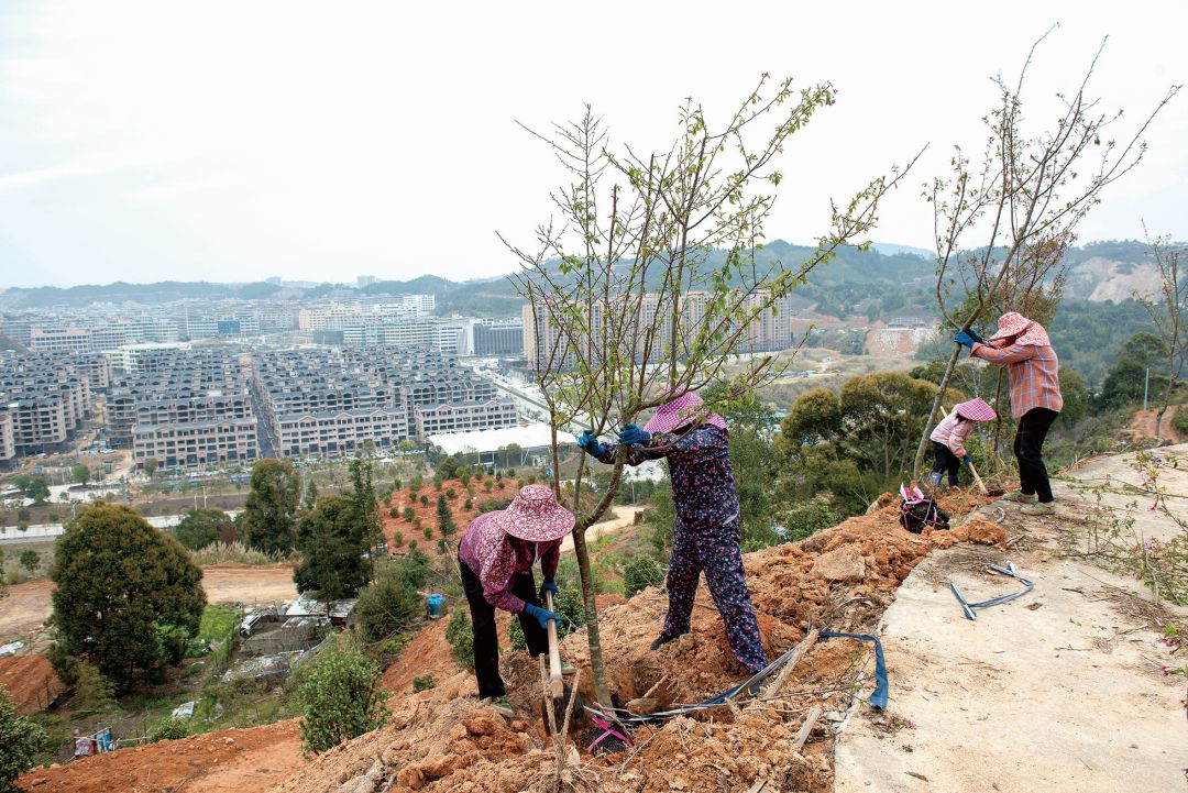 浔中镇凤洋村：林相改革出活力 青山绿水增效益.jpg