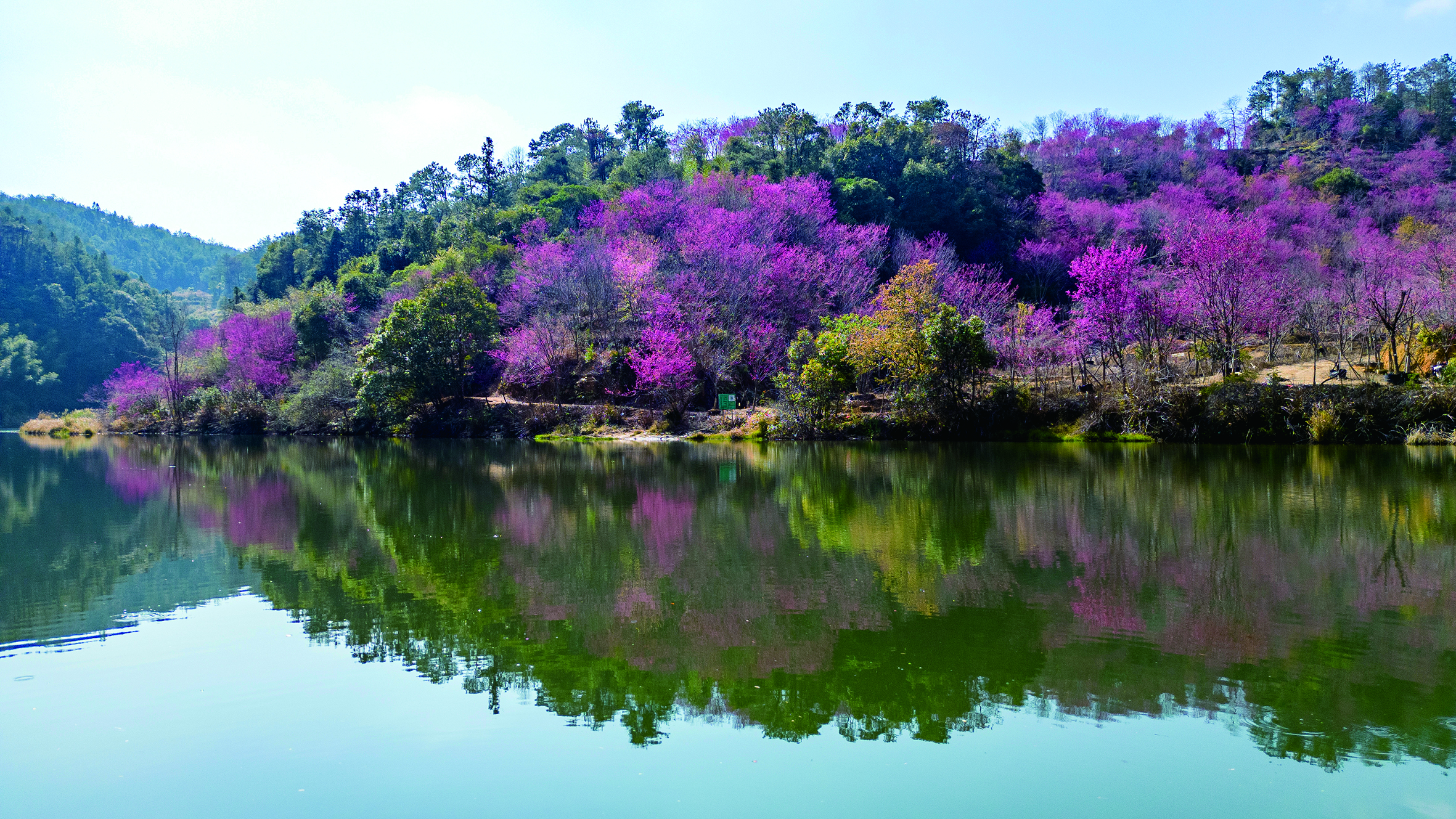 2月14日，位于福建省泉州市德化县浔中镇的“樱花谷”，数万株绯寒樱开得正艳， 一眼望去，粉红色的花，绿色的树林……漫步在此，仿佛置身于油画之中。 (2).JPG