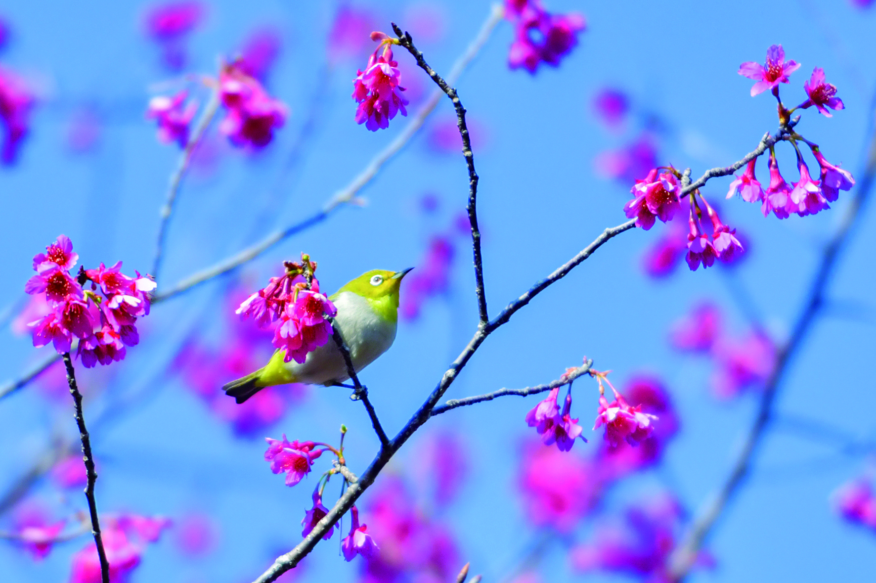2月14日，位于福建省泉州市德化县浔中镇的“樱花谷”，太阳鸟在花丛间嬉戏。 (1).JPG