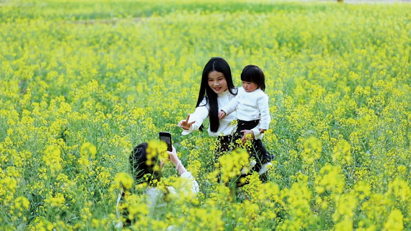 金黄花海绘春色.jpg
