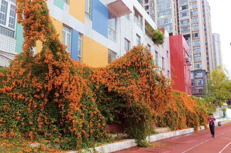 体育场炮仗花.jpg