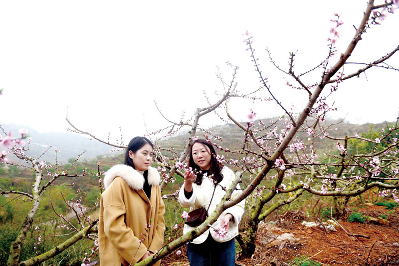 游客在观赏桃花.jpg