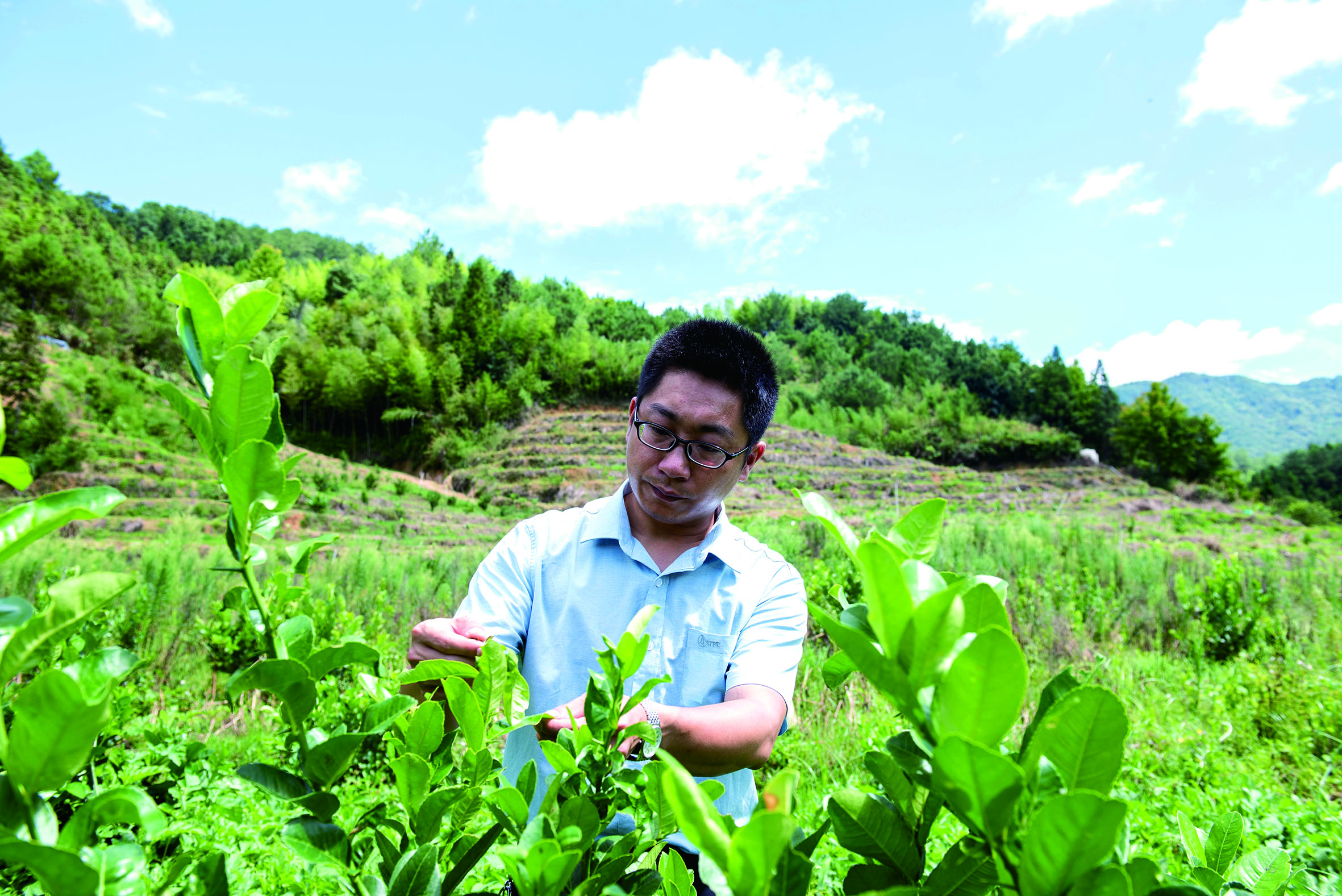 洪渊在田间地头查看中草药种植情况.jpg