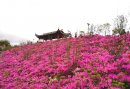德化这里杜鹃花开，美翻了！