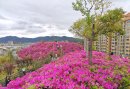 德化这里杜鹃花开，美翻了！